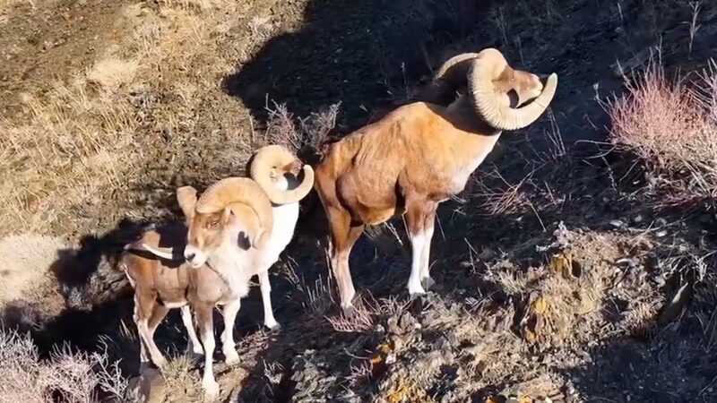 Wild_Argali_Sheep__Ibex_Traverse_Xinjiang_s_Rugged_Cliffs_in_Stunning_Footage_poster - Khabar Asia Wild_Argali_Sheep__Ibex_Traverse_Xinjiang_s_Rugged_Cliffs_in_Stunning_Footage video poster