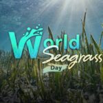 World_Seagrass_Day__The_Overlooked_Marine_Treasure