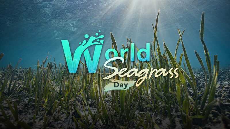World_Seagrass_Day__The_Overlooked_Marine_Treasure