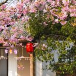Wuxi_Blossoms__Cherry_Fest_Draws_Global_Crowds_to_East_China - Khabar Asia Wuxi_Blossoms__Cherry_Fest_Draws_Global_Crowds_to_East_China