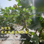 Xinjiang_s_Water_Saving_Agriculture_Revolution_Transforms_Farming_poster - Khabar Asia Xinjiang_s_Water_Saving_Agriculture_Revolution_Transforms_Farming video poster