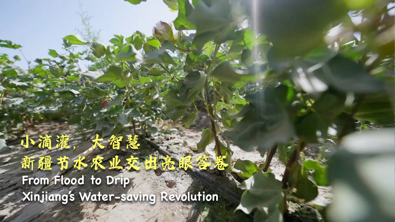 Xinjiang_s_Water_Saving_Agriculture_Revolution_Transforms_Farming_poster - Khabar Asia Xinjiang_s_Water_Saving_Agriculture_Revolution_Transforms_Farming video poster