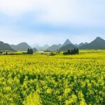 Yunnan_s_Canola_Blossoms_Draw_Global_Tourists video poster