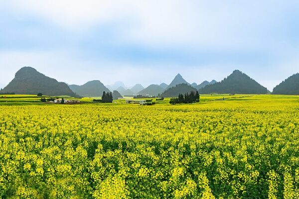 Yunnan’s Canola Blossoms Draw Global Tourists Yunnan_s_Canola_Blossoms_Draw_Global_Tourists video poster