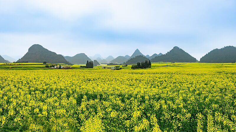 Yunnan_s_Canola_Blossoms_Draw_Global_Tourists video poster
