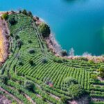 Zhejiang_s_Qiandao_Lake__A_Bustling_Hub_for_Tea_Harvests