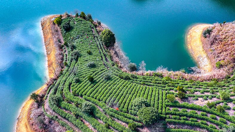 Zhejiang_s_Qiandao_Lake__A_Bustling_Hub_for_Tea_Harvests - Khabar Asia Zhejiang_s_Qiandao_Lake__A_Bustling_Hub_for_Tea_Harvests