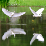 03YNRK20TVTGPM3YKV6C - Khabar Asia Egrets Return to Yunnan’s Restored Wetland Highlight Ecological Revival