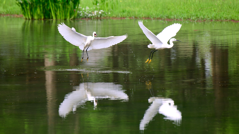 Egrets Return to Yunnan’s Restored Wetland Highlight Ecological Revival