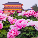 0IW20ELT8YMPG0WQ20YT - Khabar Asia Luoyang’s Peony Blooms Draw Global Attention After 1,500 Years