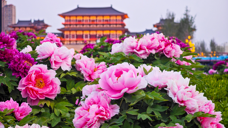 0IW20ELT8YMPG0WQ20YT - Khabar Asia Luoyang’s Peony Blooms Draw Global Attention After 1,500 Years