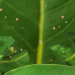 Airborne_Microplastics_Enter_Food_Chain_Via_Plants__Study - Khabar Asia Airborne_Microplastics_Enter_Food_Chain_Via_Plants__Study