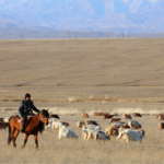 Altay_s_Seasonal_Pastures_Greet_Over_1_Million_Livestock - Khabar Asia Altay_s_Seasonal_Pastures_Greet_Over_1_Million_Livestock