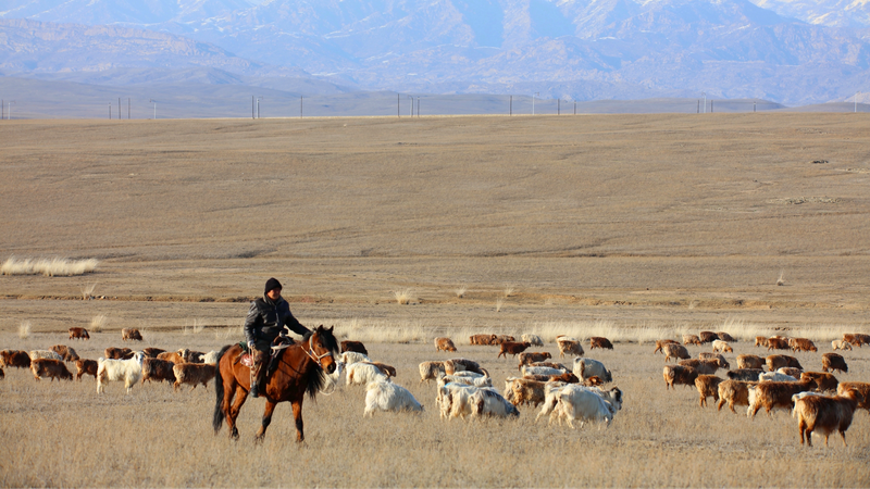 Altay_s_Seasonal_Pastures_Greet_Over_1_Million_Livestock