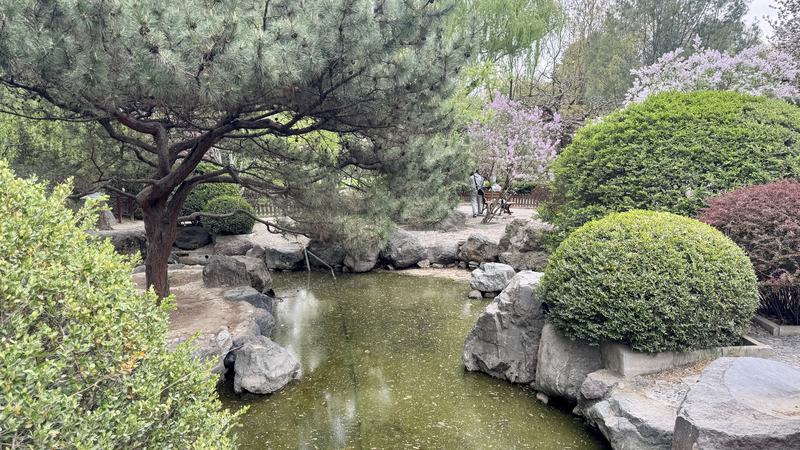Bamboo___Blossoms__Beijing_Park_Bridges_Chinese_and_Japanese_Traditions_poster - Khabar Asia Bamboo___Blossoms__Beijing_Park_Bridges_Chinese_and_Japanese_Traditions video poster