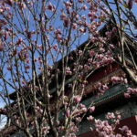 Beijing_Blooms__Spring_s_Arrival_Marks_Qingming_Festival_Celebrations_poster - Khabar Asia Beijing_Blooms__Spring_s_Arrival_Marks_Qingming_Festival_Celebrations video poster