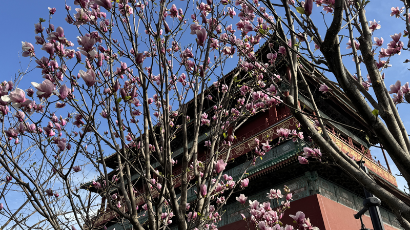 Beijing_Blooms__Spring_s_Arrival_Marks_Qingming_Festival_Celebrations video poster