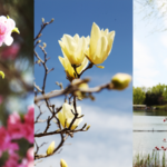 Beijing_s_Olympic_Forest_Park_Blooms_into_Spring_Spectacle