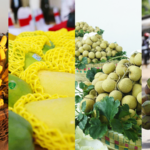 Cambodian_Fruits_Thrive_in_China__Reflecting_Deepening_Trade_Relations - Khabar Asia Cambodian_Fruits_Thrive_in_China__Reflecting_Deepening_Trade_Relations