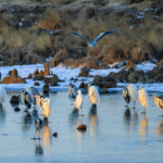 Celebrity_Sparks_Bird_Conservation_Through_Photography_in_China - Khabar Asia Celebrity_Sparks_Bird_Conservation_Through_Photography_in_China