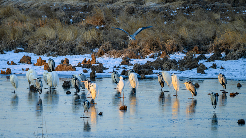 Celebrity_Sparks_Bird_Conservation_Through_Photography_in_China