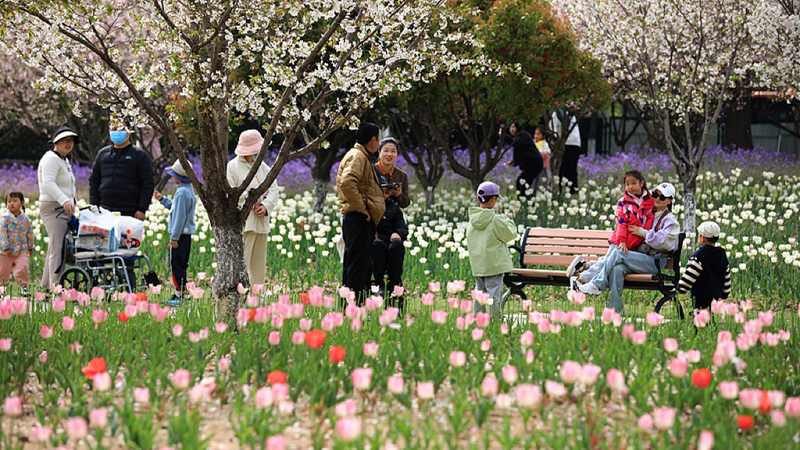 China_Anticipates_760_Million_Trips_During_Qingming_Festival_Travel_Surge video poster