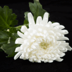 China_Condoles_Pope_Francis__Passing__Reaffirms_One_China_Stance