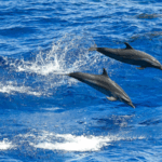 China_Experts_Push_for_Global_Maritime_Cooperation_at_Shanghai_Forum