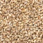 China_Grows__Space_Barley__to_Boost_Crop_Resilience_in_Tibet - Khabar Asia China_Grows__Space_Barley__to_Boost_Crop_Resilience_in_Tibet