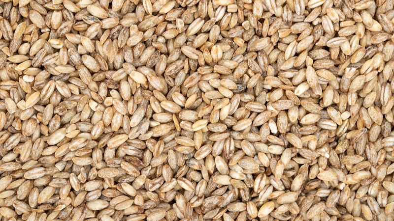 China_Grows__Space_Barley__to_Boost_Crop_Resilience_in_Tibet