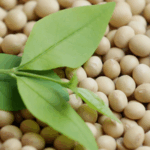 China_Suspends_U_S__Soybean__Corn_Imports_Amid_Rising_Trade_Tensions