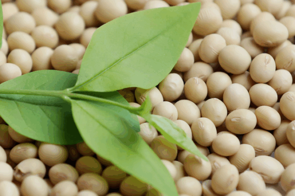 China Suspends U.S. Soybean, Corn Imports Amid Rising Trade Tensions China_Suspends_U_S__Soybean__Corn_Imports_Amid_Rising_Trade_Tensions