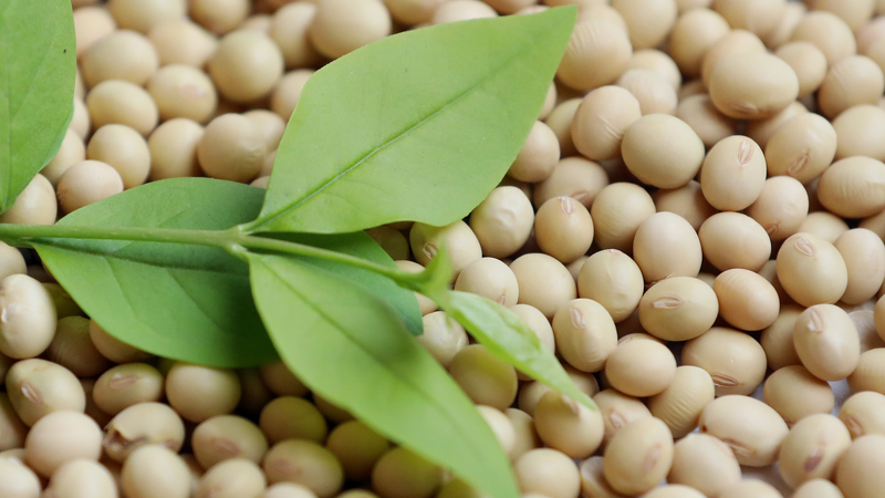 China_Suspends_U_S__Soybean__Corn_Imports_Amid_Rising_Trade_Tensions - Khabar Asia China_Suspends_U_S__Soybean__Corn_Imports_Amid_Rising_Trade_Tensions