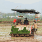 China_Targets_Record_Grain_Output_by_2025_Amid_Agricultural_Revamp - Khabar Asia China_Targets_Record_Grain_Output_by_2025_Amid_Agricultural_Revamp