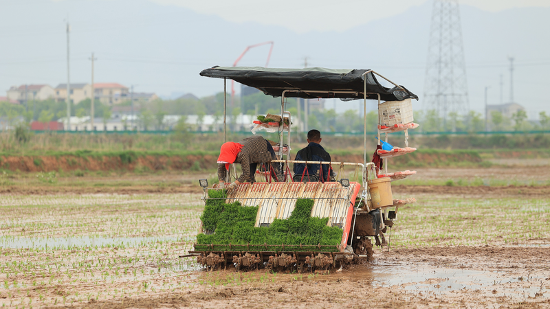 China_Targets_Record_Grain_Output_by_2025_Amid_Agricultural_Revamp - Khabar Asia China_Targets_Record_Grain_Output_by_2025_Amid_Agricultural_Revamp