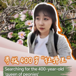 China_s_400_Year_Old__Peony_Queen__Blooms_with_History_poster - Khabar Asia China_s_400_Year_Old__Peony_Queen__Blooms_with_History video poster