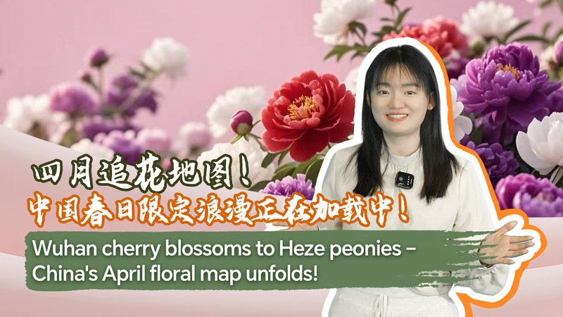 China_s_April_Floral_Spectacle__From_Wuhan_Blossoms_to_Heze_Peonies_poster - Khabar Asia China_s_April_Floral_Spectacle__From_Wuhan_Blossoms_to_Heze_Peonies video poster