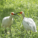China_s_Crested_Ibis_Soars__Conservation_Success_Unfolds_poster - Khabar Asia China_s_Crested_Ibis_Soars__Conservation_Success_Unfolds video poster