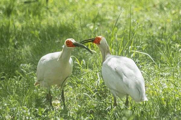 China’s Crested Ibis Soars: Conservation Success Unfolds China_s_Crested_Ibis_Soars__Conservation_Success_Unfolds video poster