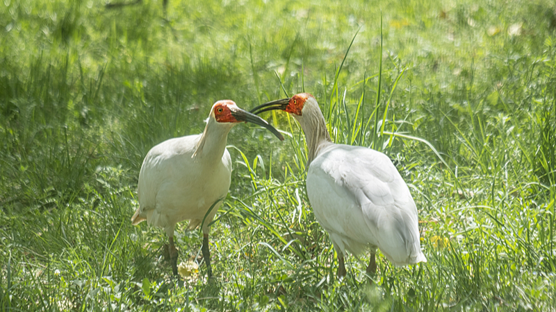 China_s_Crested_Ibis_Soars__Conservation_Success_Unfolds_poster - Khabar Asia China_s_Crested_Ibis_Soars__Conservation_Success_Unfolds video poster