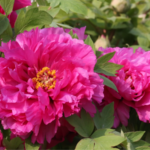 China_s_Peony_Capital_Blossoms_with_Green_Innovation__Culture - Khabar Asia China_s_Peony_Capital_Blossoms_with_Green_Innovation__Culture