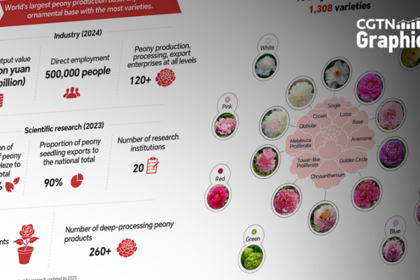 China_s_Peony_Industry_Blooms__Tradition_Meets_Global_Market_Growth