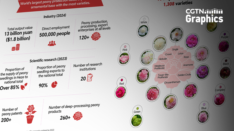 China_s_Peony_Industry_Blooms__Tradition_Meets_Global_Market_Growth