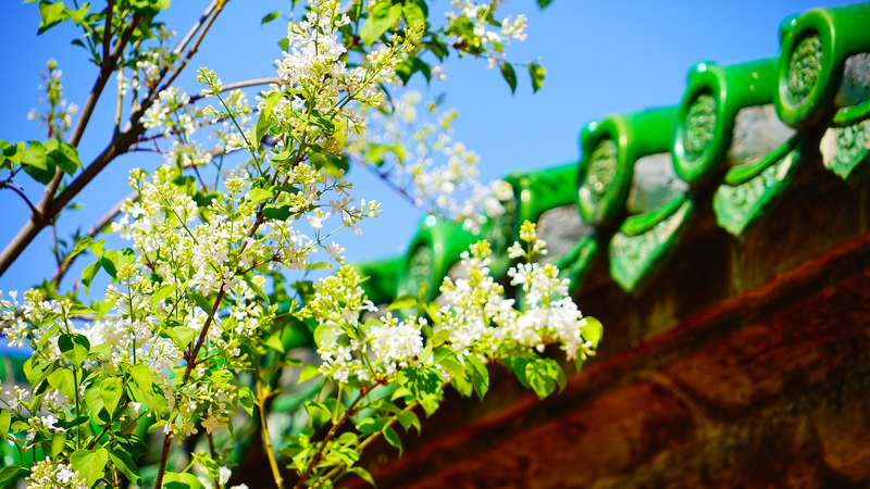 China_s_Qingming_Festival_Embraces_Digital_and_Eco_Friendly_Tributes