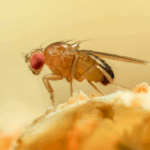 China_s_Space_Fruit_Flies_Return_with_Breakthrough_Data - Khabar Asia China_s_Space_Fruit_Flies_Return_with_Breakthrough_Data