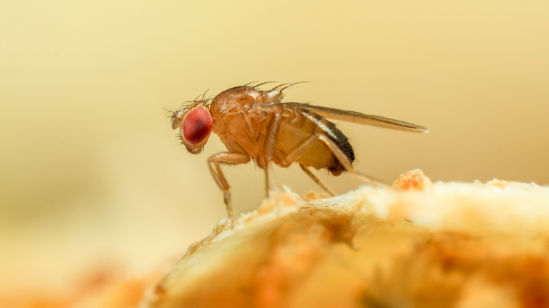 China_s_Space_Fruit_Flies_Return_with_Breakthrough_Data - Khabar Asia China_s_Space_Fruit_Flies_Return_with_Breakthrough_Data