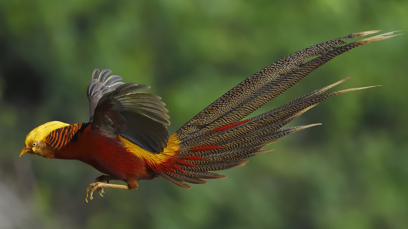 China’s Wildlife Thrives Amid Green Development Initiatives China_s_Wildlife_Thrives_Amid_Green_Development_Initiatives