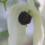 China_s__Giant_Panda_of_Plants__Takes_Root_in_Greening_Efforts