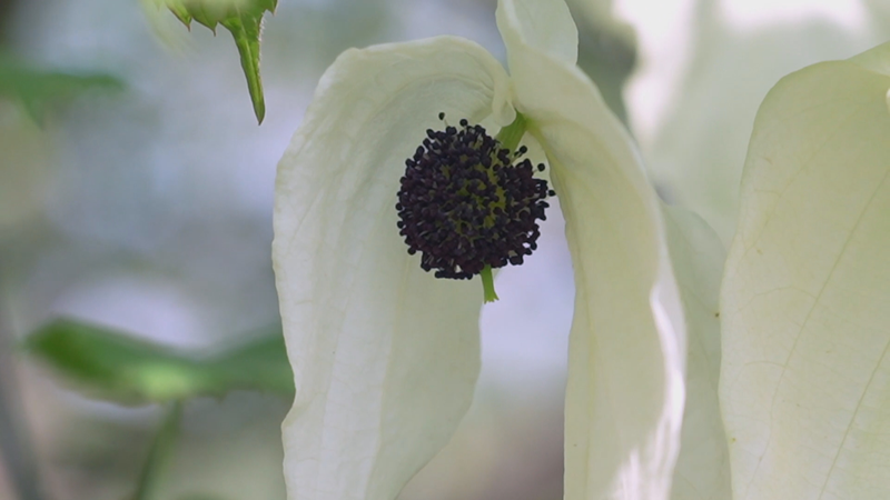 China_s__Giant_Panda_of_Plants__Takes_Root_in_Greening_Efforts