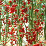 Chinese_Scientists_Unlock_Tomato_Heat_Resistance_Secret_to_Boost_Crop_Yields - Khabar Asia Chinese_Scientists_Unlock_Tomato_Heat_Resistance_Secret_to_Boost_Crop_Yields